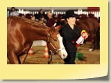 23. Int. Western Horse Show Bremen, Halter, Foto Panja Czerski