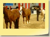 23. Int. Western Horse Show Bremen, Halter 1, Foto Panja Czerski