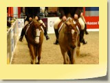 23. Int. Western Horse Show Bremen, Hunter under Saddle, Foto Panja Czerski